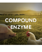 Compound Enzyme